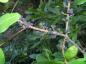 Preview: Die blauen Früchte des Amerikanischen Gagelstrauchs haften lange am Strauch.