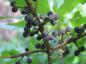Preview: Amerikanischer Gagelstrauch - blaue Beeren