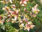 Preview: Rosa Knospen und weiße Blüten - der Heilige Bambus