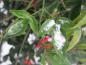 Preview: Nandina domestica - immergrüne Blätter im Schnee