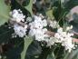 Preview: Herrlich duftende, strahlend weiße Blüten der Duftblüte