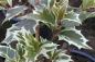 Preview: Vitbrokig doftbuske, Osmanthus heterophyllus Variegatus