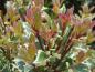 Preview: Roter Laubaustrieb bei Osmanthus heterophyllus Variegatus