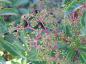 Preview: Jungfernrebe, Parthenocissus henryana - Fruchtbildung