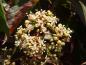 Preview: Parthenocissus henryana - weiße Blüten