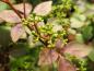 Preview: Junge Früchte des Parthenocissus henryana