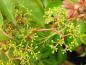 Preview: Die Früchte der Parthenocissus henryana beginnen zu reifen.