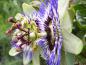 Preview: Detail der Blüte von Passiflora caerulea