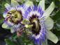 Preview: Blaue Blüte von Passiflora caerulea in Nahaufnahme