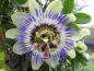 Preview: Hübsche Blüte der blauen Passionsblume