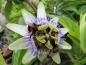 Preview: Passiflora caerulea, passionsblomma