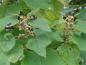 Preview: Blütenknospen von Paulownia tomentosum, aufgenommen im Oktober