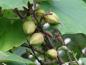 Preview: Paulownia tomentosum: Früchte im Oktober