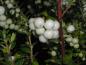 Preview: Pernettya mucronata Alba, Vit bärljung, Gaultheria mucronata Alba