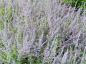 Preview: Blauraute - lila Blütenpracht