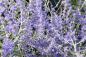 Preview: Lila Blüten der Perovskia superba Blue Spire