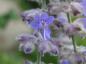 Preview: Perovskia superba Blue Spire - kleine, aromatisch duftende Blüten