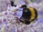 Preview: Eine gute Bienenweide: die Perovskia Blue Spire (Blauraute)