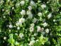 Preview: Photinia villosa, glansmispel