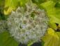 Preview: Physocarpus opulifolius Luteus in Blüte