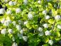 Preview: Zum Sommerbeginn zeigt der Physocarpus opuifolius Luteus seine weiße Blüte.