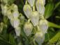 Preview: Pieris japonica in Blüte