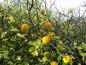 Preview: Poncirus trifoliata, citrontörne