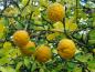 Preview: Poncirus trifoliata mit reifen gelben Zitrusfrüchten
