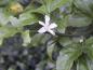 Preview: Die duftende, weiße Blüte von Poncirus trifoliata
