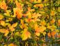 Preview: Leuchtend gelbes Herbstlaub der Bitterlimone