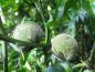 Preview: Unreife Früchte der Poncirus trifoliata
