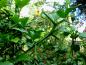 Preview: Lange harte Dornen der Poncirus trifoliata