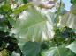 Preview: Populus canadensis Robusta - glänzendes Blatt