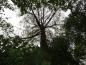 Preview: Ein Blick in die Krone einer alten, ausgewachsenen Populus nigra (Schwarzpappel)