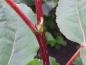 Preview: Populus nigra - frischer roter Trieb