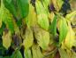 Preview: Asiminia triloba mit Herbstlaub