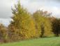 Preview: Gelbgefärbte Populus tremula im Herbst