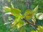 Preview: Der junge Blattaustrieb der Zitterpappel (Populus tremula)
