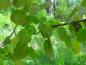 Preview: Mit einem fast kreisrunden Blatt erscheint das Sommerlaub der Populus tremula (Zitterpappel)