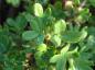 Preview: Potentilla fruticosa Manchu, ölandstok Manchu, vit ölandstok