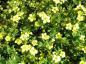 Preview: Potentilla fruticosa Manelys, ölandstok Manelys