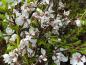Preview: Blüten der Prunus cerasifera Harlequin