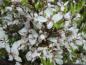 Preview: Blüten der Zierblutpflaume  Harlequin