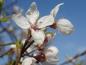 Preview: Eine Nahaufnahme der Blüte von Prunus cerasifera Harlequin