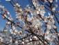 Preview: Die Knospen und Blüten der Zier-Blutpflaume (Prunus cerasifera Harlequin)