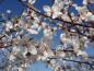 Preview: Blütenpracht im März: Prunus cerasifera Harlequin (Zierblutpflaume)