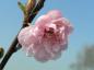 Preview: Prunus cerasifera Pleniflora, Fylldblommigt Blodplommon