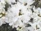 Preview: Japanische Azalee weiß