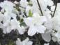 Preview: Japanische Azalee weiß
