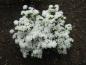 Preview: Azalea japonica Hybride weiß